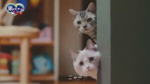 ユニ・チャーム CMのシーン2（00:01）