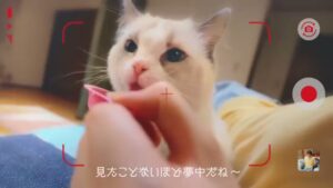 ユニ・チャーム CMのシーン6（00:08）