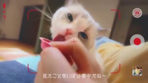 ユニ・チャーム CMのシーン7（00:09）