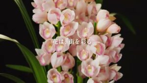 河野メリクロン CMのシーン3（00:07）