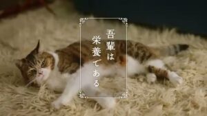 カロリーメイト CMのシーン1（00:00）