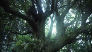 中野製薬 CMのシーン2（00:08）