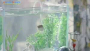 サントリー CMのシーン7（00:19）