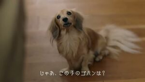 Nutro CMのシーン5（00:13）