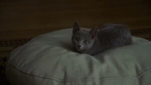 プリッツ CMのシーン10（05:02）