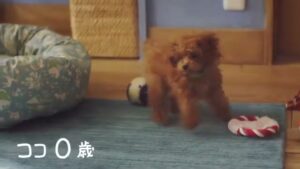 マース ジャパン CMのシーン2（00:01）