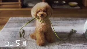マース ジャパン CMのシーン4（00:05）