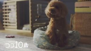 マース ジャパン CMのシーン7（00:09）