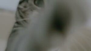 マース ジャパン CMのシーン1（00:00）