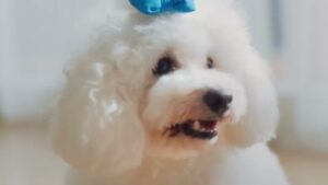 カミ商事 CMのシーン3（00:03）